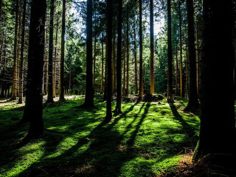 Spätburgunder Reserve 2020